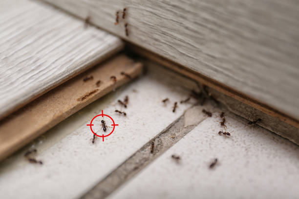 Best Local Pest Control Services  in Hidden Hills, CA