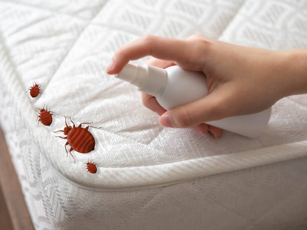 Best Pest Control Near Me in Hidden Hills, CA